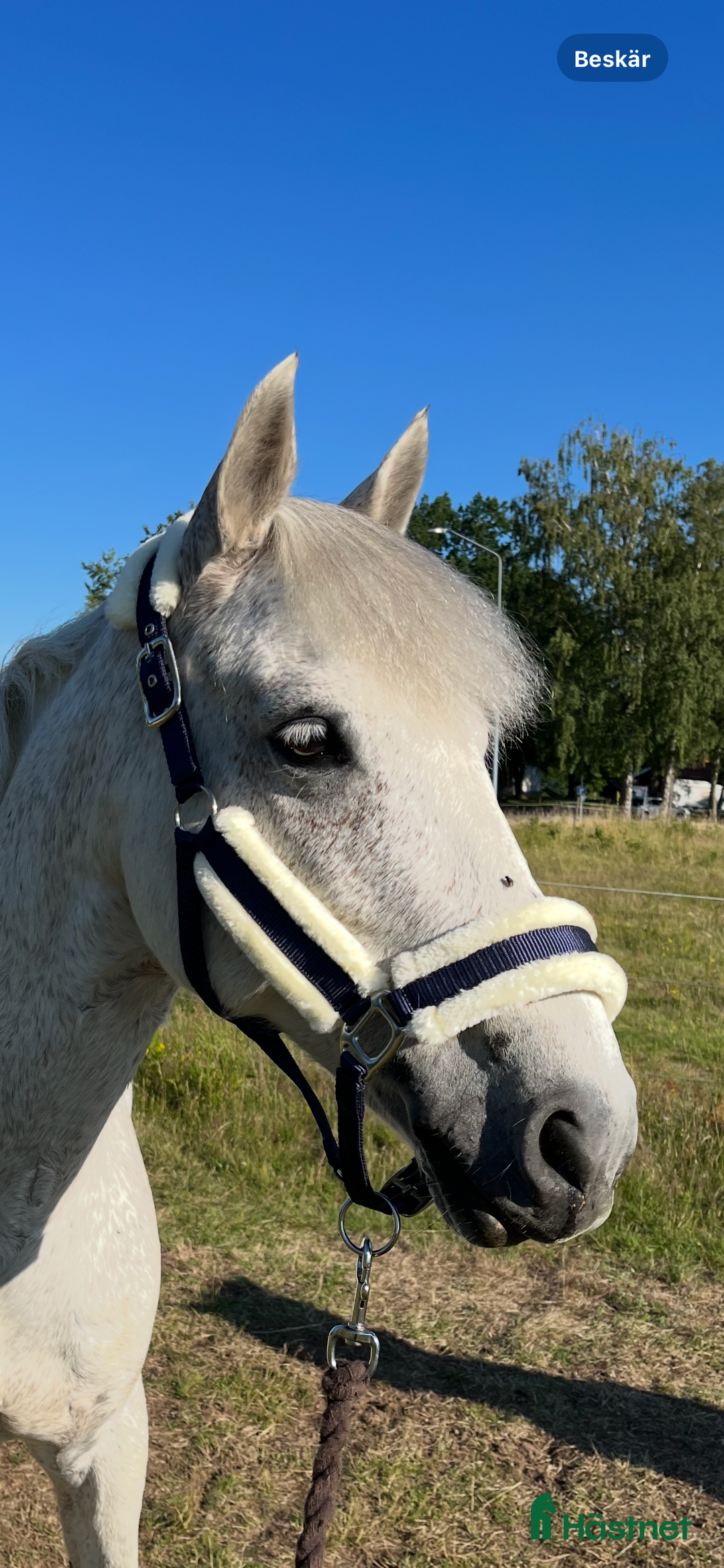 Övrig Hästutrustning hästutrustning till salu: Fluff grimma  i Lidköping - Annons 1