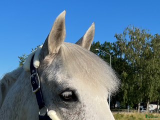 Övrig Hästutrustning hästutrustning till salu: Fluff grimma i Lidköping - Annons 6