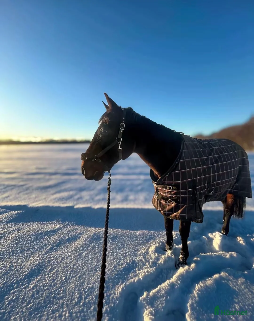 Allround hästar till salu: Allround häst med motor💕 - Annons 2