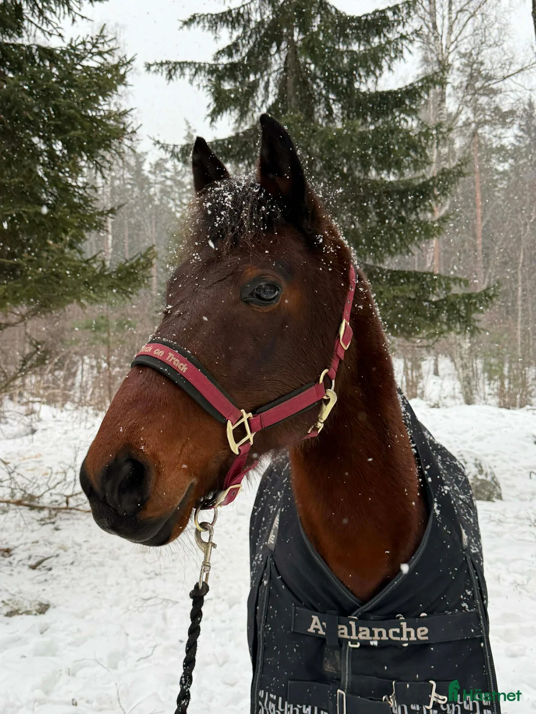  foderhäst finnes: Nyfiken skogsmulle söker delfodervärd i Sundbyberg - Annons 3