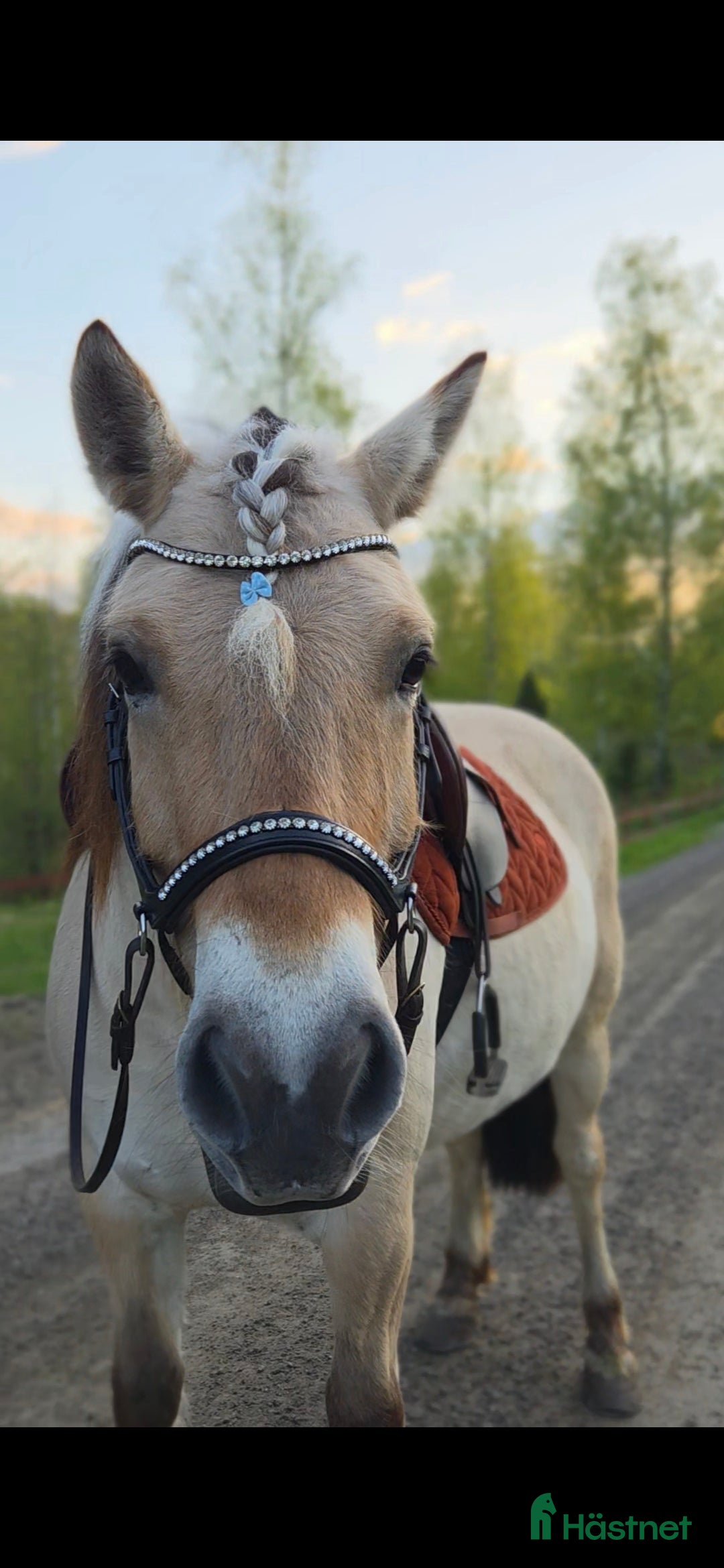 Schabrak & Vojlockar hästutrustning till salu: Häst grejer  i Ulrika - Annons 4