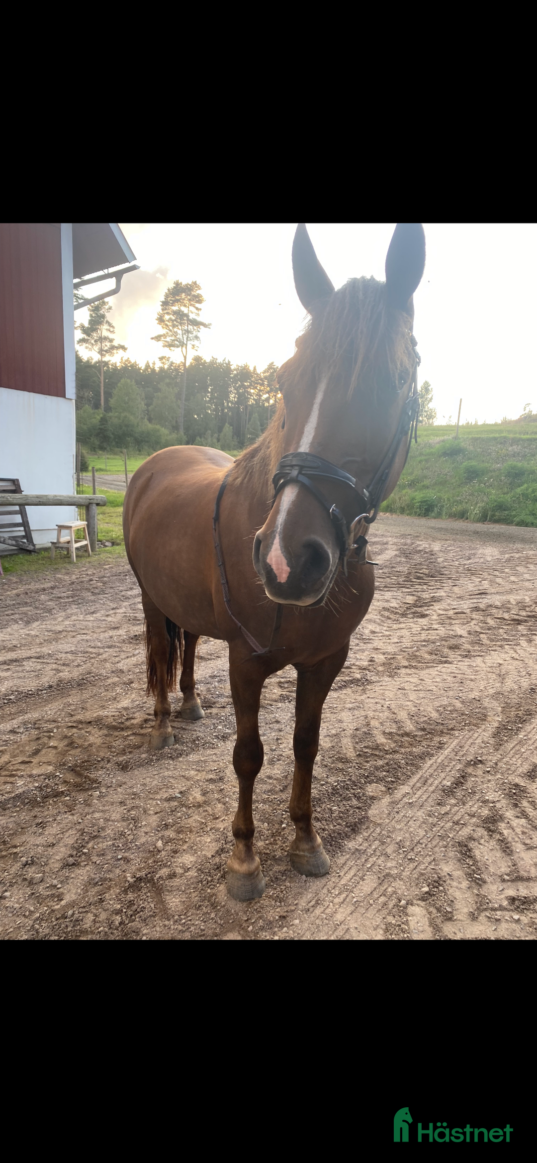 Övrigt hästar till salu: Vackert sto för promenadridning, avel, sällskap i Aneby - Annons 2