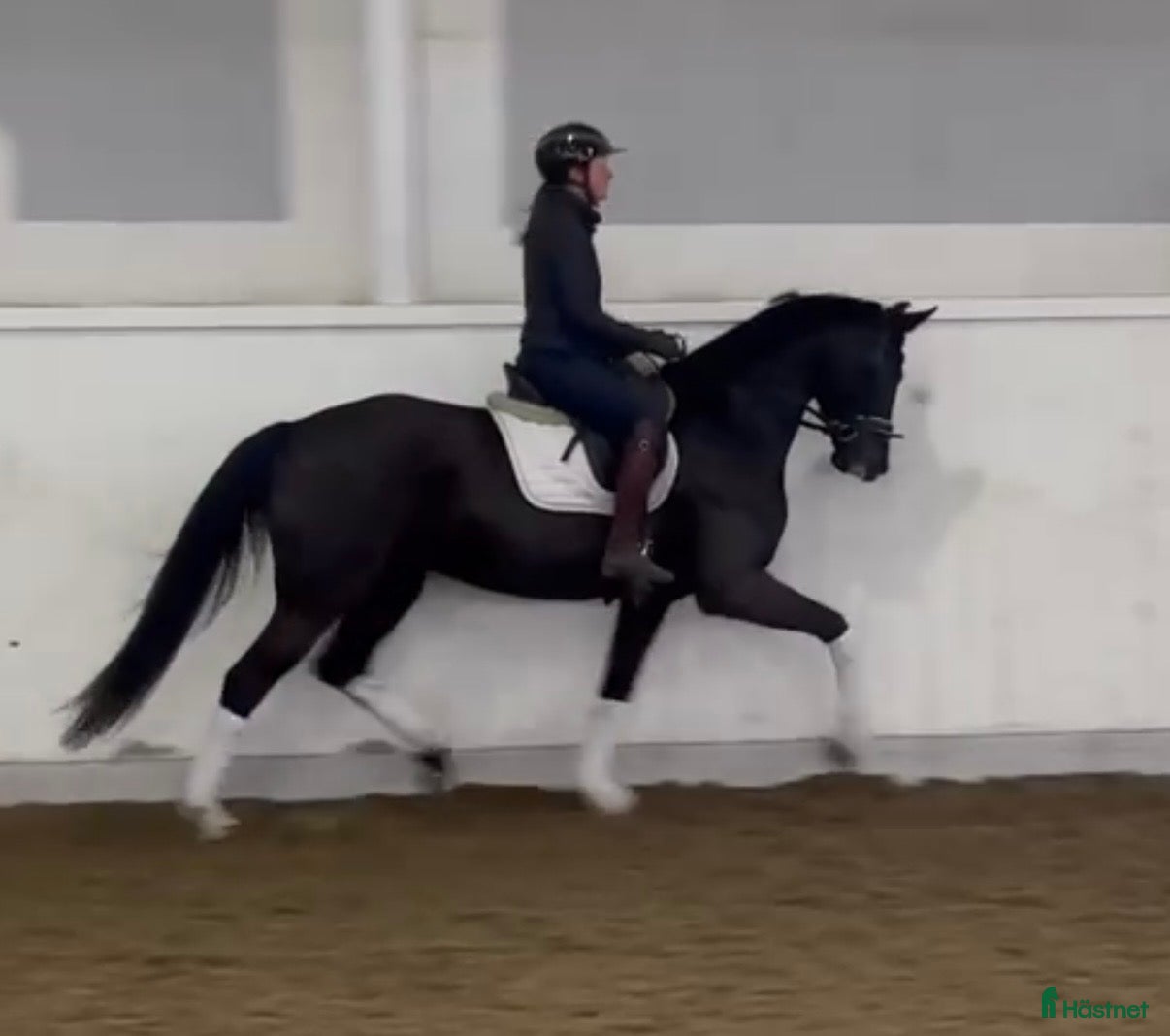  hästar Vackert svart sto - Annons 9