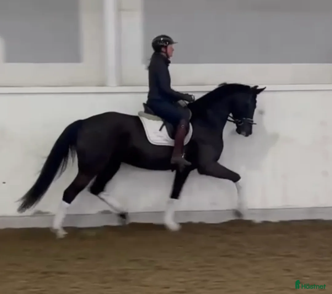 Dressyr hästar till salu: Vackert svart sto - Annons 1