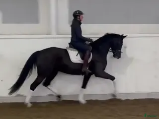 hästar Vackert svart sto - Annons 9