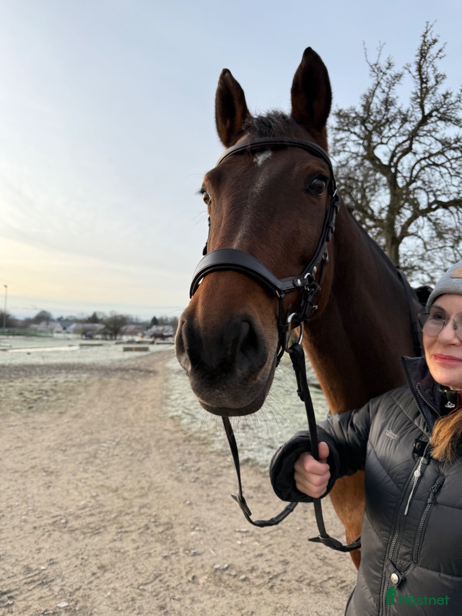  hästar Häst sökes! Köp eller leasing.  - Annons 1