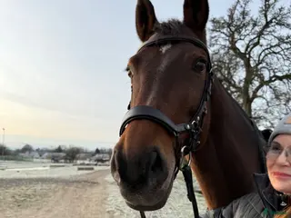 hästar Häst sökes! Köp eller leasing. - Annons 1