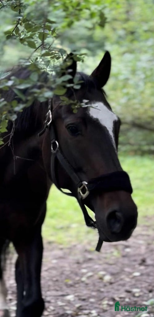  hästar Vacker Projekt / avelssto med framtiden för sig  - Annons 7
