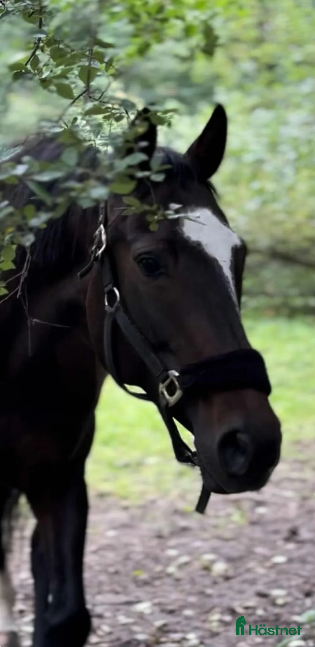 Hoppning hästar till salu: Vacker Projekt / avelssto med framtiden för sig  - Annons 1