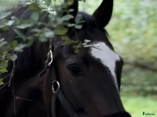 hästar Vacker Projekt / avelssto med framtiden för sig - Annons 7