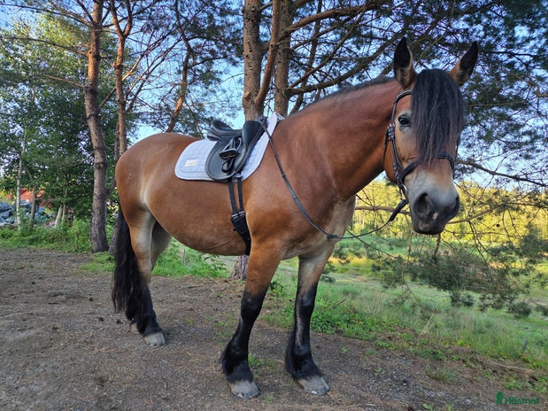 medryttarhäst finnes i Kungsbacka - Annons 16