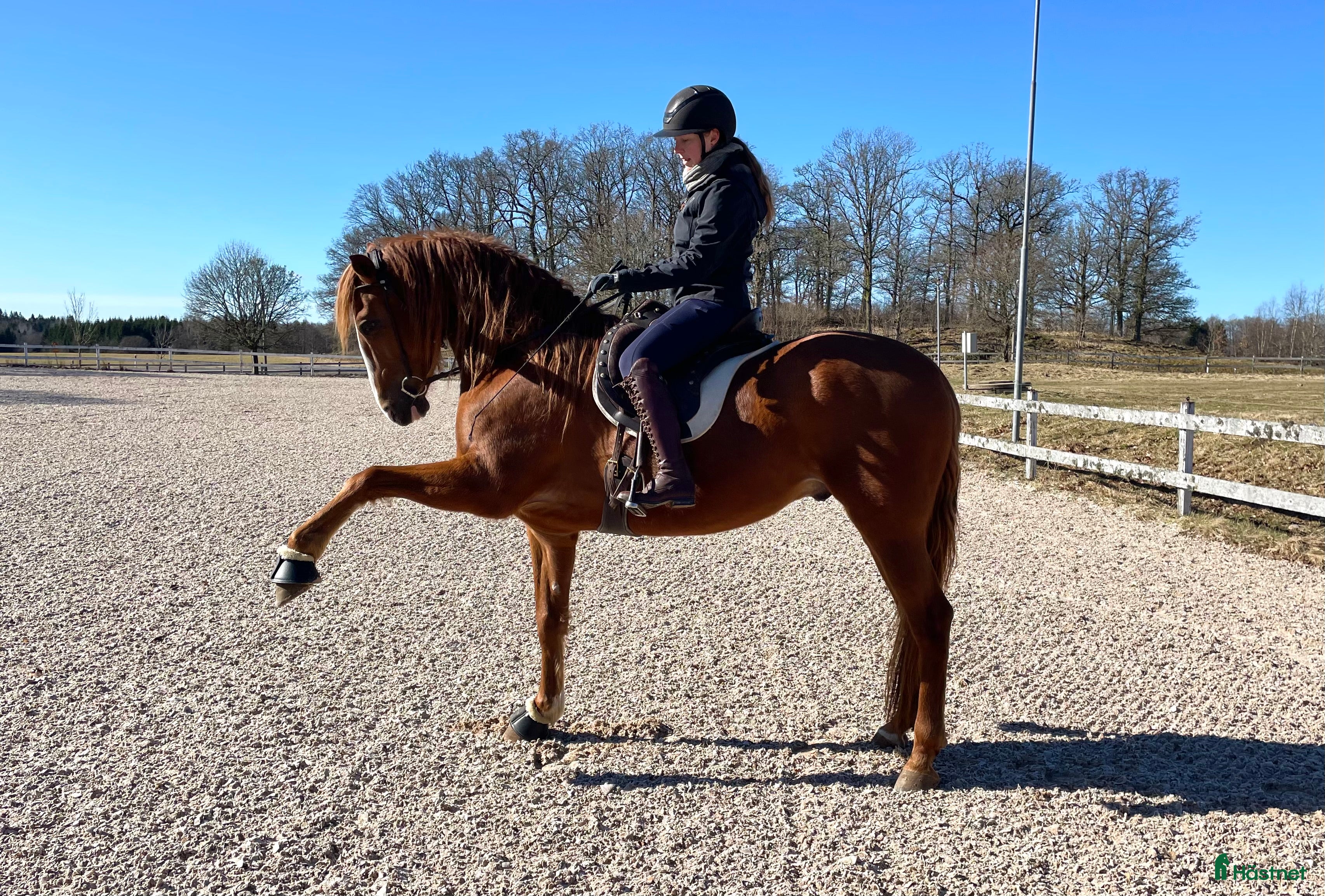  hästar Vacker PRE för WE/dressyr - Annons 1