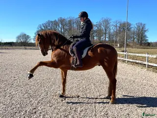 hästar Vacker PRE för WE/dressyr - Annons 1