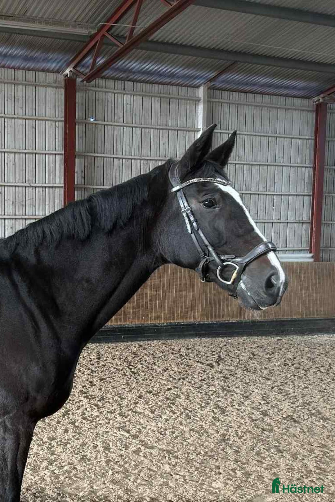 Dressyr hästar till salu: Dressyrsto med potential för Grand Prix i Linköping - Annons 1