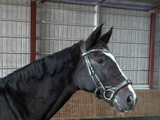 hästar Dressyrsto med potential för Grand Prix i Linköping - Annons 6