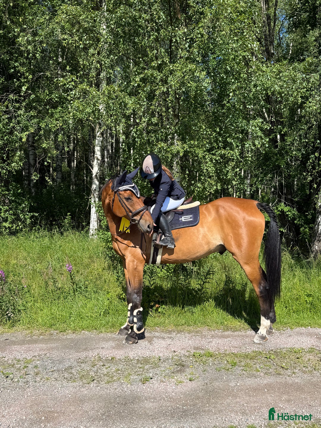 Allround hästar till salu: Världens snällaste läromästare (SWB) i Åmål - Annons 3