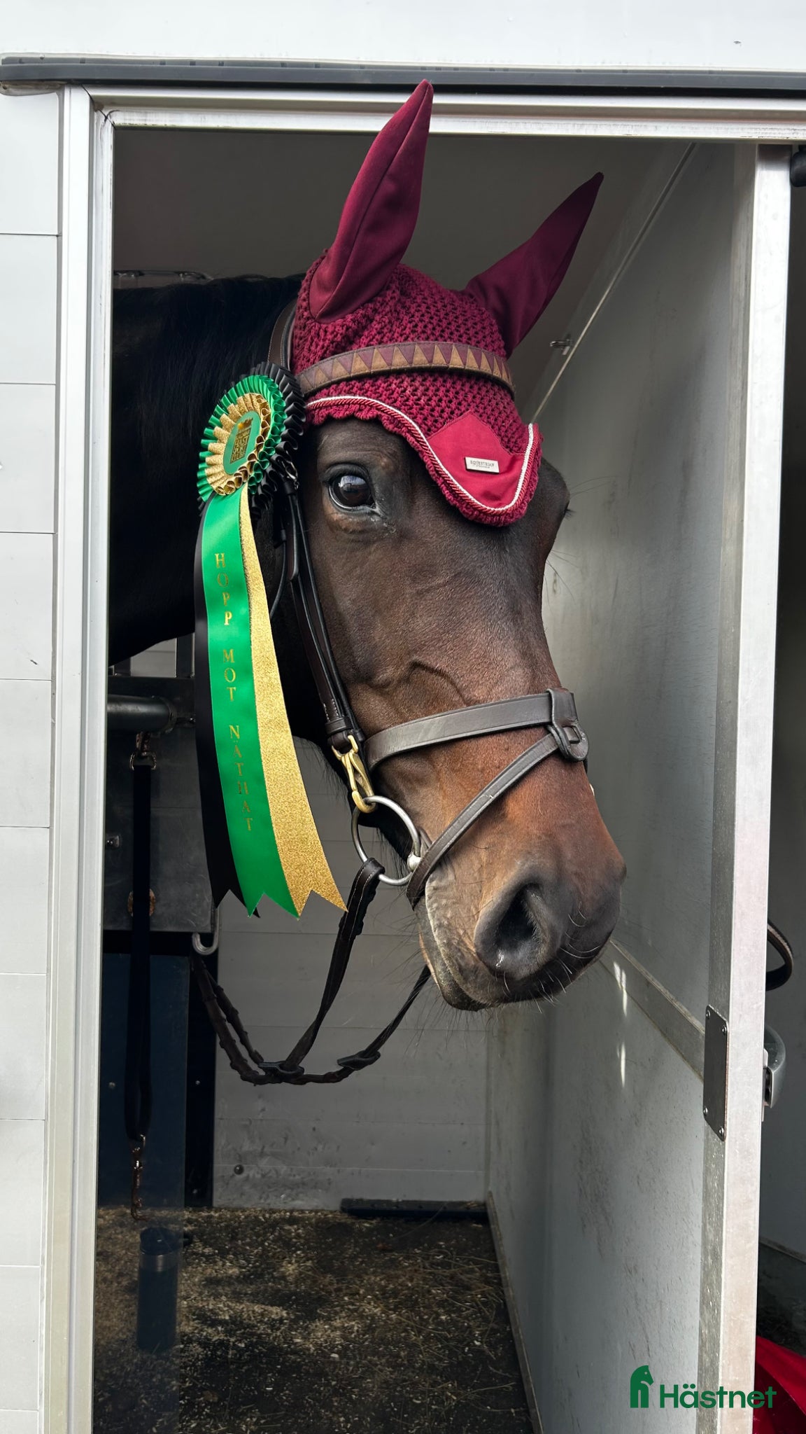  hästar Selektions sto - Annons 8