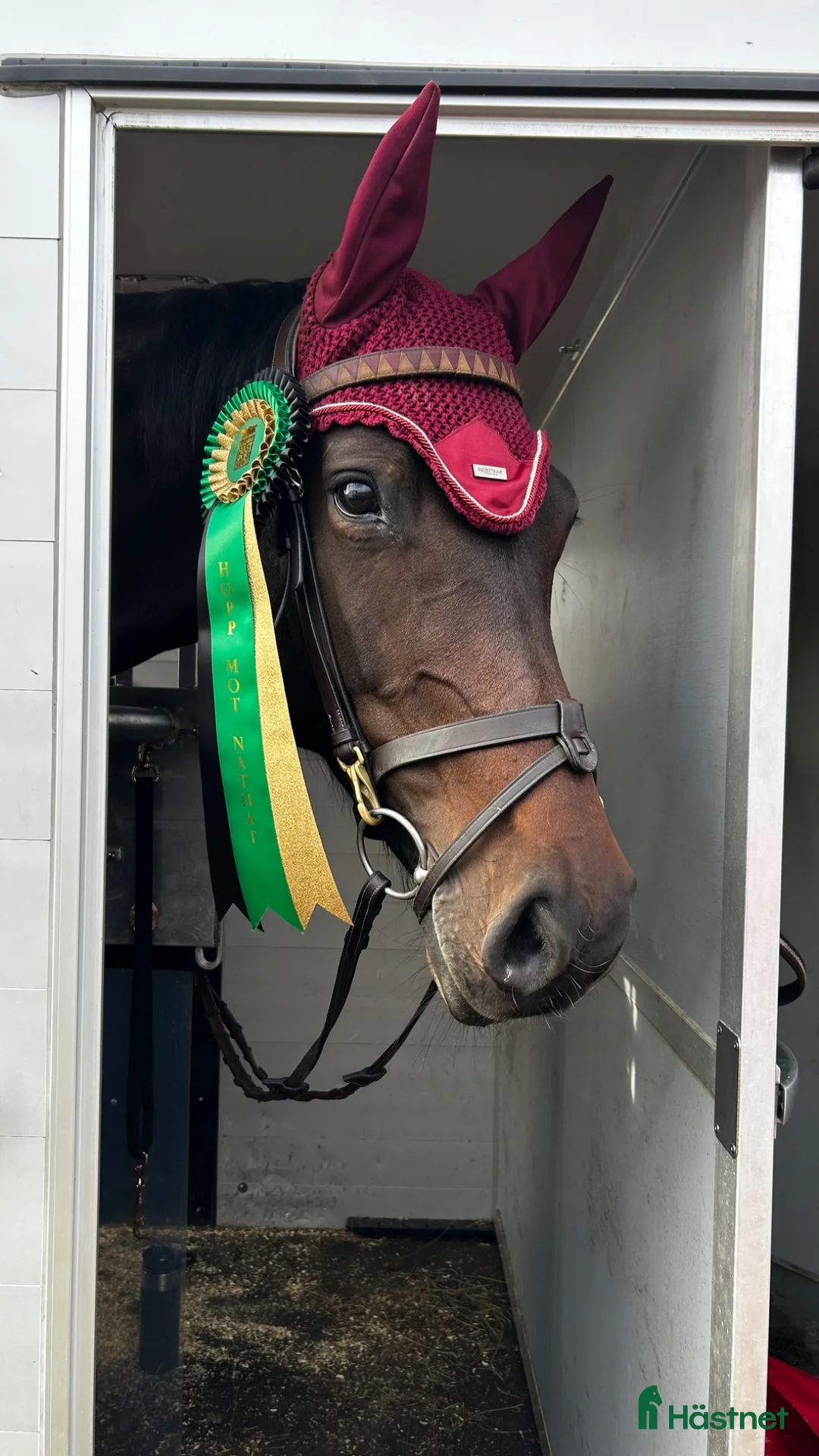 Allround hästar till salu: Selektions sto - Annons 1