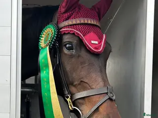 hästar Selektions sto - Annons 8