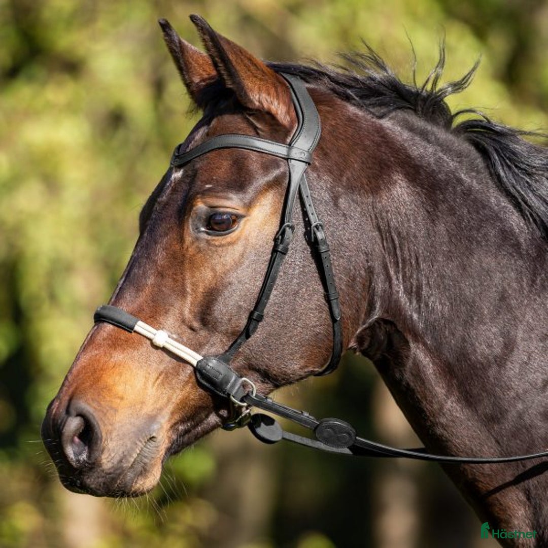 Träns hästutrustning till salu: Dyon Sidepull i Lund - Annons 2