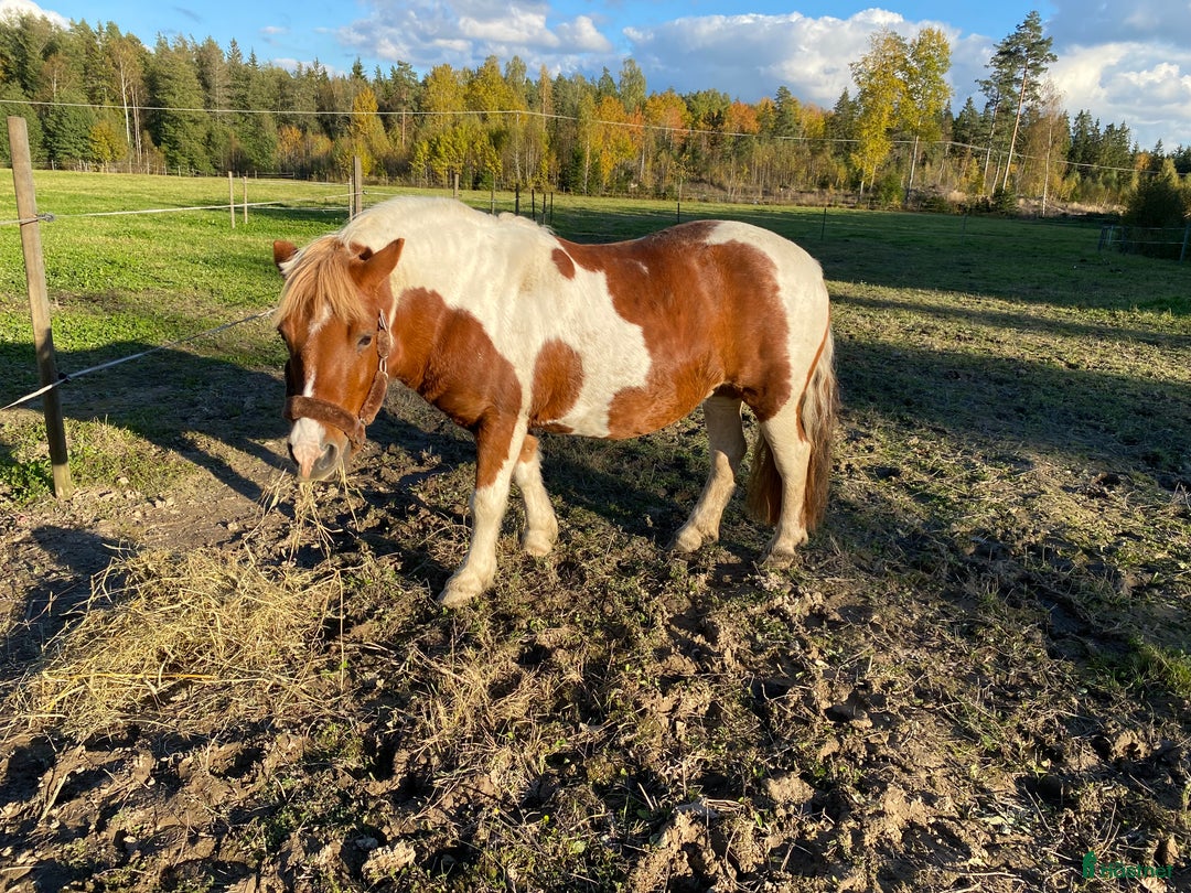 Allround hästar till salu: Söt B-ponny till salu i Sala - Annons 2