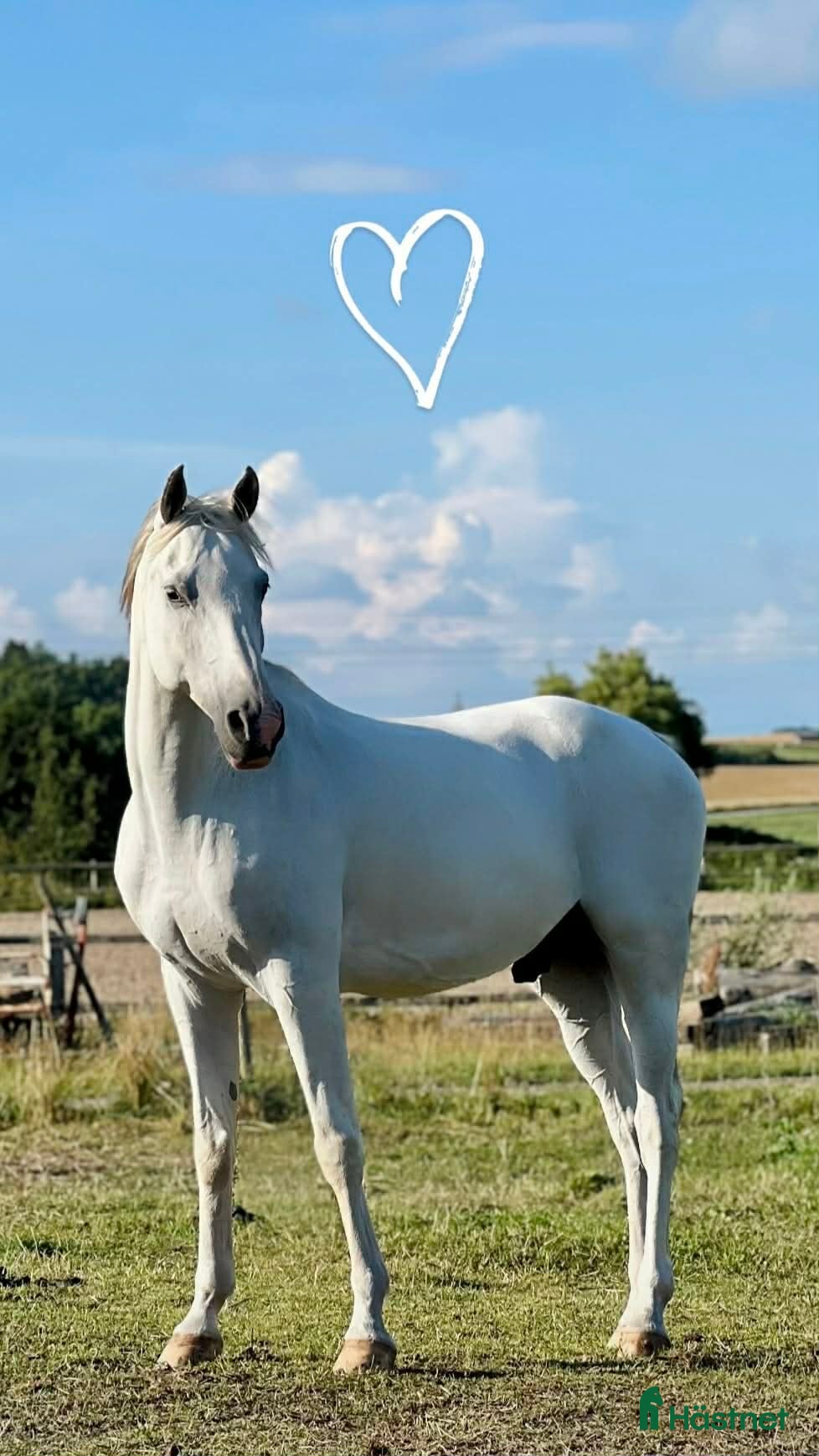  hästar Arabiskt Fullblod söker nytt hem❤️ - Annons 6