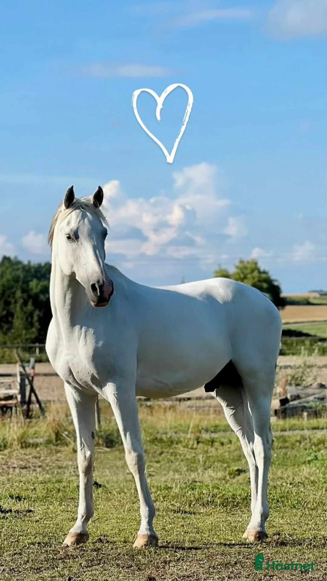 Allround hästar till salu: Arabiskt Fullblod söker nytt hem❤️ - Annons 1