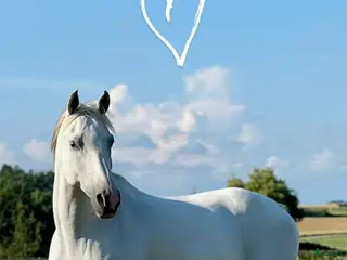 hästar Arabiskt Fullblod söker nytt hem❤️ - Annons 6