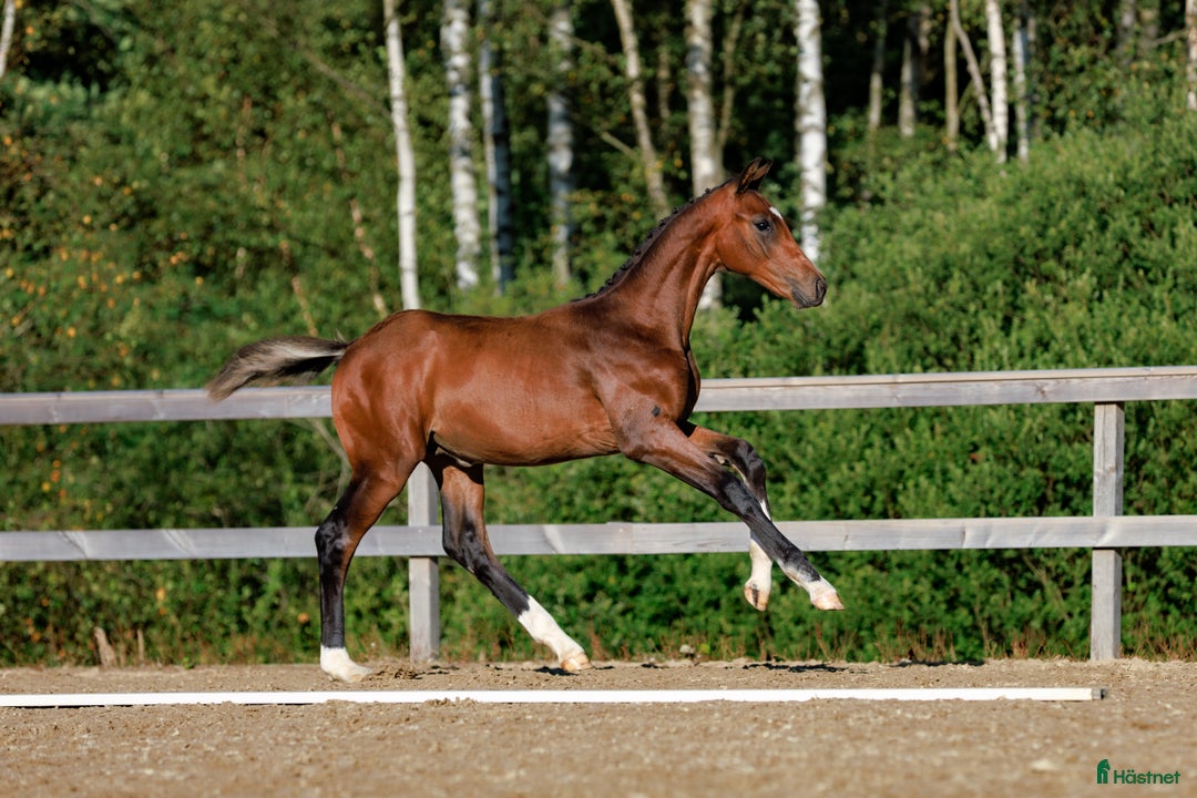 Dressyr hästar till salu: Hingstföl e. Skyline To B  i Uddevalla - Annons 2