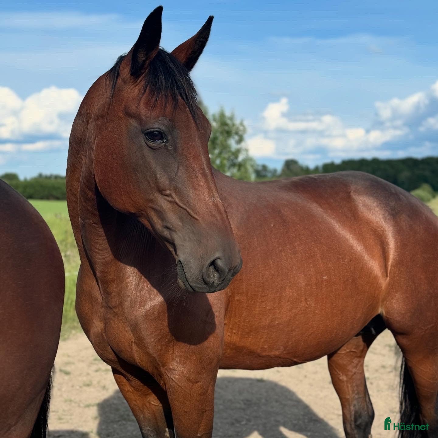  foderhäst Varmblod, till verksamhet? i Bålsta - Annons 13