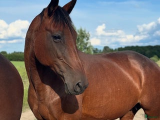 foderhäst finnes: Varmblod, till verksamhet? i Bålsta - Annons 1