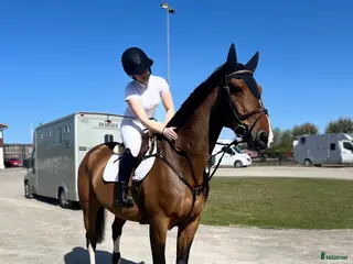 hästservice tillridning/hoppning/tävling hästar i Märsta - Annons 2