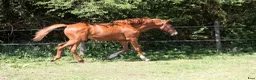 Avelshästar hästar till salu: 1 års fuldblods hingst  - Annons 6