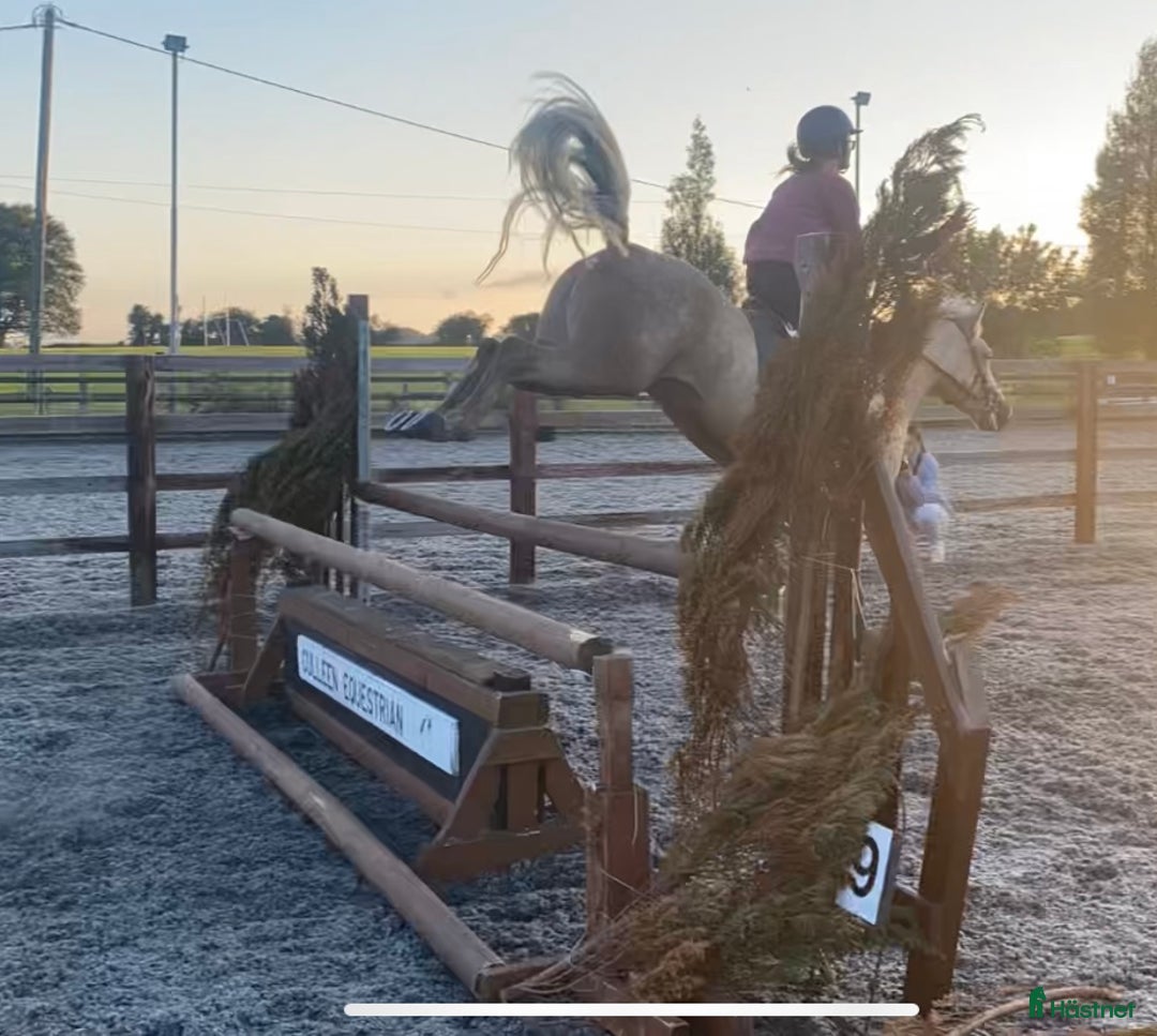 Hoppning hästar till salu: 5 year old with potential for the highest classes i Stockholm-Arlanda - Annons 7