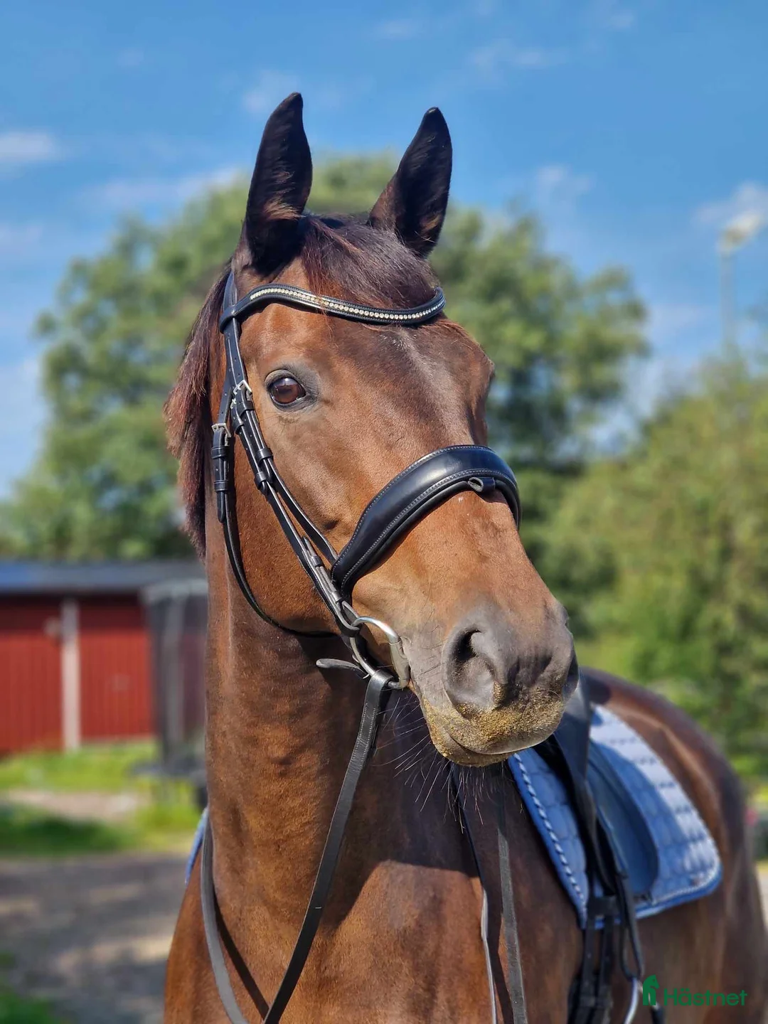 Dressyr hästar sökes: Trevlig och frisk häst sökes - Annons 1