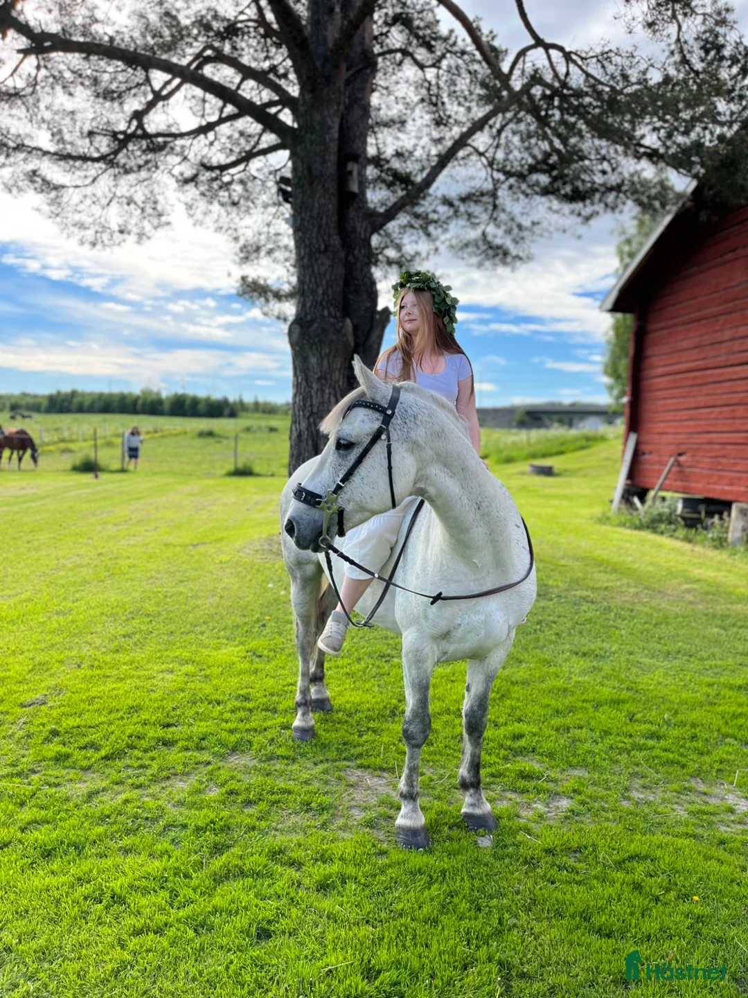 Hoppning hästar till salu: Snygg connemara  - Annons 1