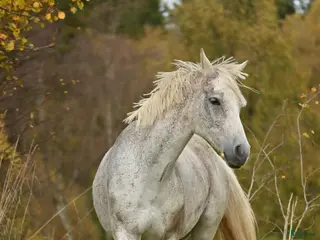 hästar Fantastiskt ponnysto - Annons 15