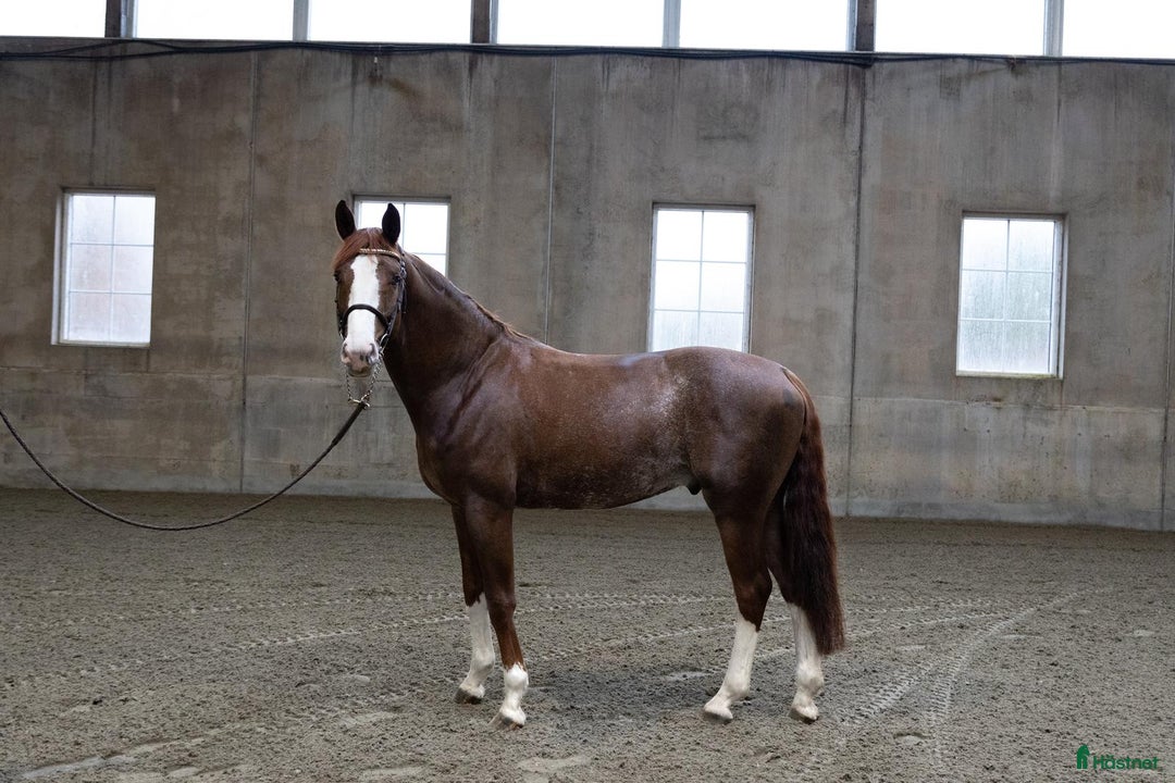 Avelshästar hästar till salu: Unghest for de aller største klassene. i Sørum - Annons 3