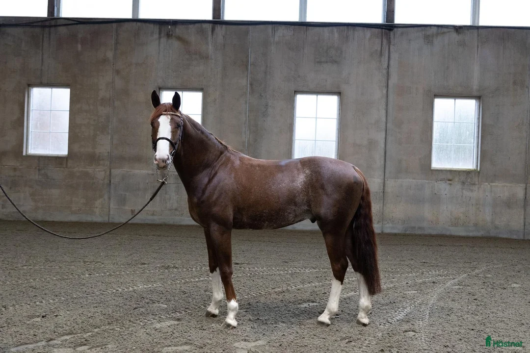 Avelshästar hästar till salu: Unghest klar for 5 års klassene - Annons 3