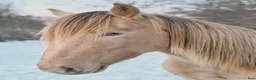 Allround hästar till salu: Ovanlig ras! Töltande med mycket ovanlig färg  - Annons 5
