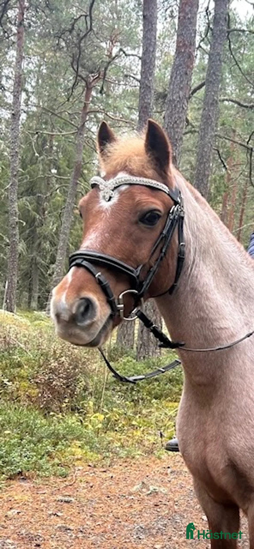 Allround hästar till salu: Fantastisk b-ponny söker nytt hem💕 - Annons 4