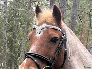 hästar Fantastisk b-ponny söker nytt hem💕 - Annons 9