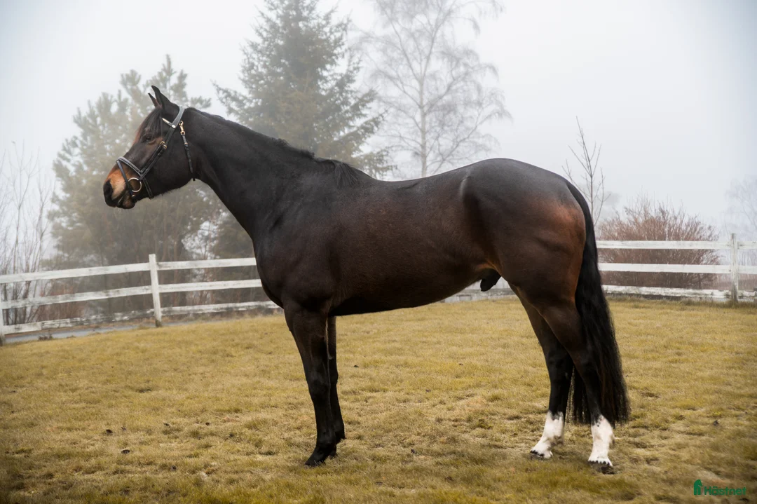 Fälttävlan hästar till salu: 5 års NV vallak e. Tobajo Martial (Tobajo Picez) - Annons 2