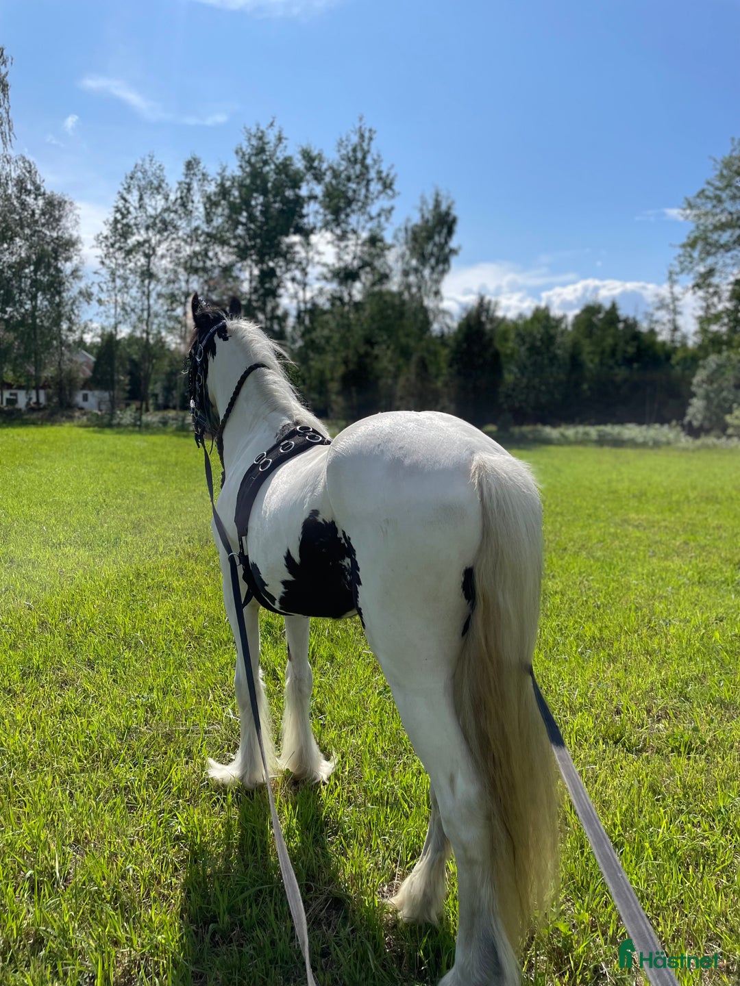 Allround hästar till salu: Fodervärd sökes  i Myresjö - Annons 14