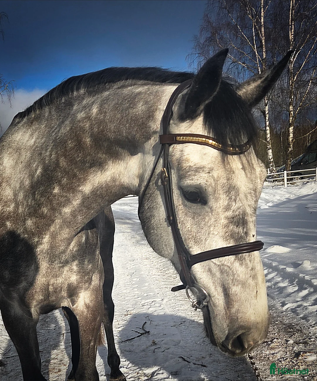 Hoppning hästar till salu: Grön 5åring med kvalitéer i Tranås - Annons 1
