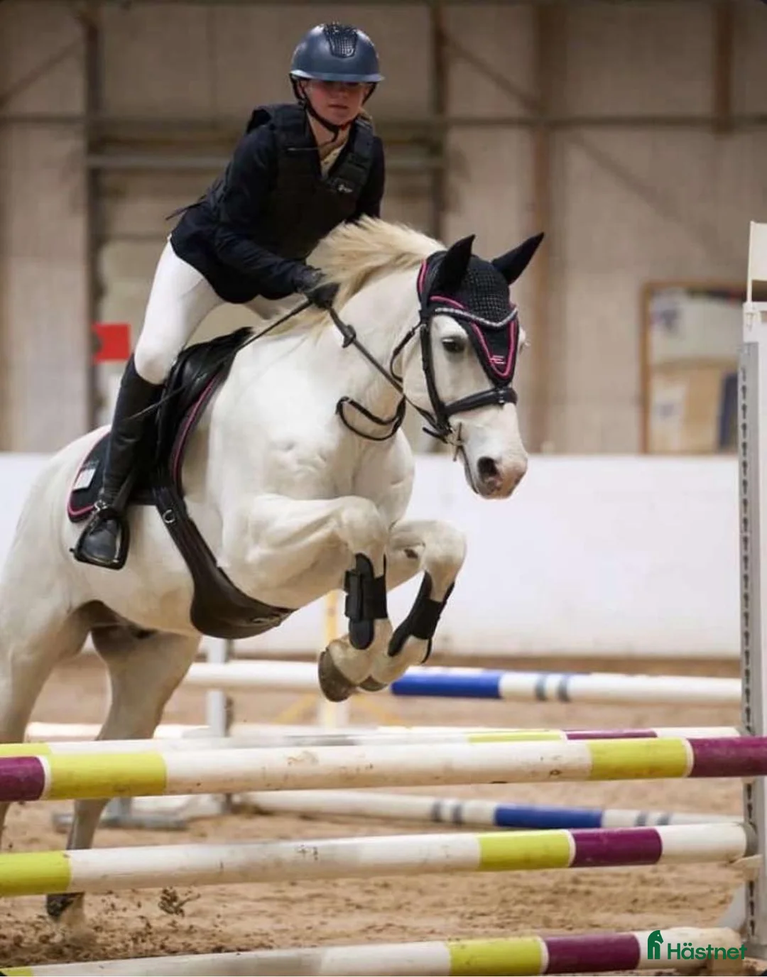 Allround hästar till salu: Mycket trevlig Allround D-ponny  - Annons 1