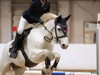 hästar Mycket trevlig Allround D-ponny - Annons 3