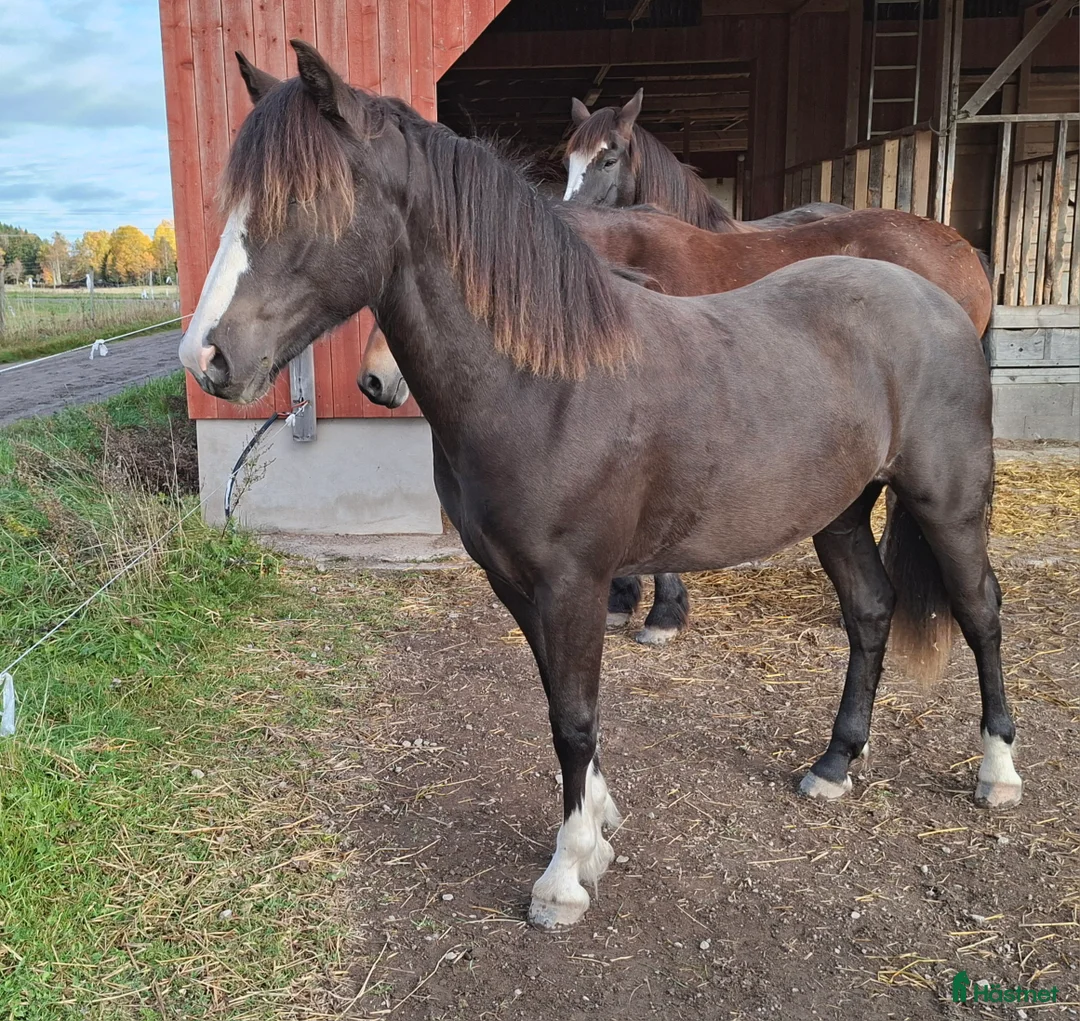 Trav hästar till salu: Super snyggt smart kallblod sto e. Ängsborken  i Säffle - Annons 4