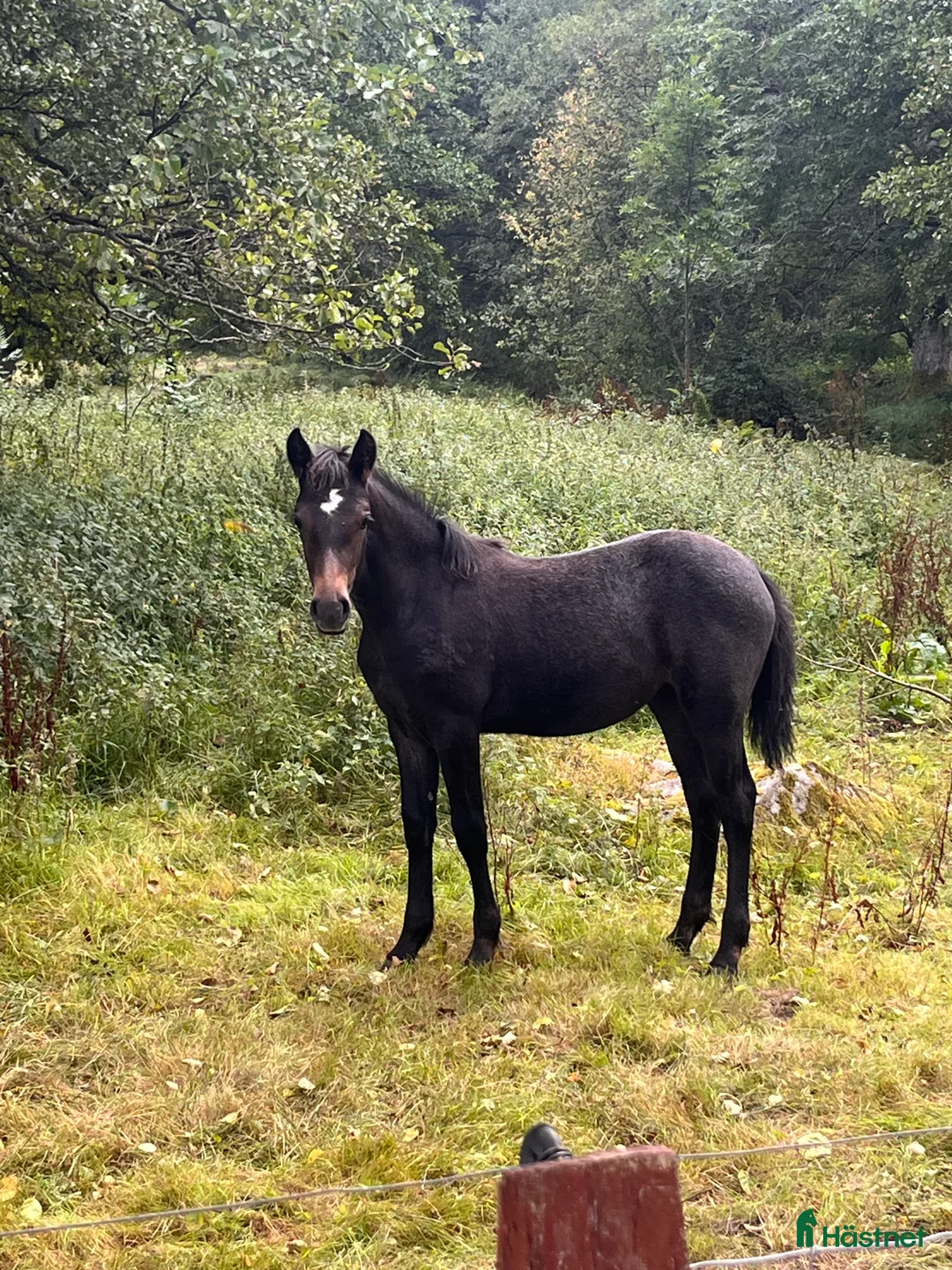 Allround hästar till salu: Connemarasto blivande överhöjdare  i Vederslöv - Annons 1