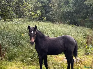 hästar Connemarasto blivande överhöjdare i Vederslöv - Annons 4